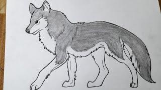 How to draw a wolf || Easy wolf drawing for beginners