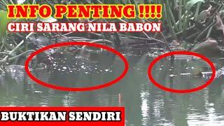 CARA MENCARI SARANG IKAN NILA BABON rembesan ini menjadi tandanya || MANCING NILA