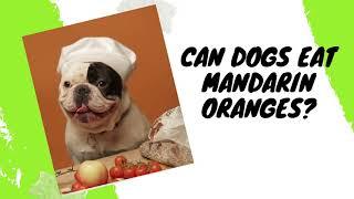 Can Dogs Eat Mandarin Oranges Tangerines?   Can Dogs Have Oranges