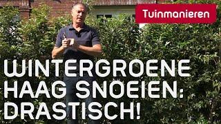 Wintergroene haag flink terugsnoeien | Tuinmanieren