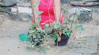 Harvesting Potatoes in Pots #garden #plants #gardening