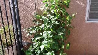 How to grow Ground Cherry 《Golden Berry》This is a great addition to any garden