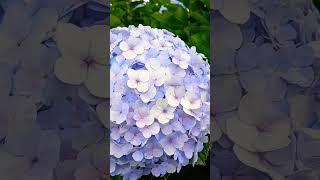 Dalam legenda Jepang, bunga Hortensia ini bermakna permintaan maaf#shorts #arti #bunga #hortensia