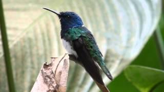 White-necked Jacobin