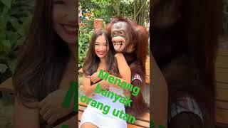 menang banyak orang utan