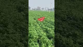 potato LR veraity G3 #farming #potatofarming #potatoseed #shorts #short #viral #trending #viralshort