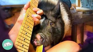 Cat and Pig Only Love Listening To These Songs | Cuddle Buddies