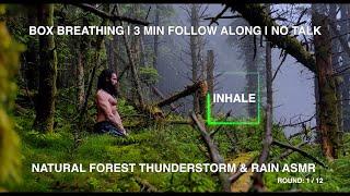 Box Breathing Follow Along | 3 Min | Natural Forest Thunderstorm ASMR | No Talk | Stoic Meditation