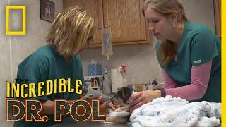 What's Moo with Ewe? (Full Episode) | The Incredible Dr. Pol