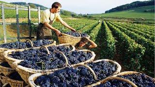 How to produce millions of vines - Grape Seedlings Production - Harvesting and processing grape