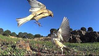 Linnet White  Report  part tow