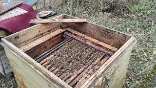 Пчеловодство.Грызуны атакуют пчёл. Борьба с мышами на пасеке. Готовлю пчёл к зимовке.