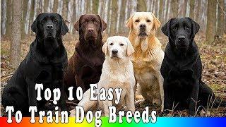 Top 10 Easy To Train Dog Breeds