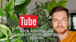 Моя полная коллекция сциндапсусов+филодендроны