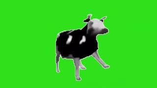 Polish Cow - Green Screen