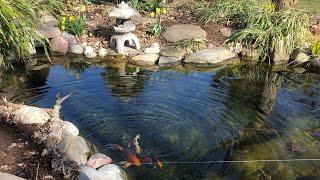 The Secret(s) to Keep Your Pond Crystal Clear | The Barefooted Gardener