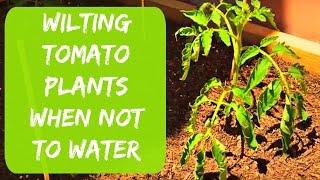 Growing Tomatoes and Peppers in Arizona - When NOT to Water Wilting Plants - Organic Gardening Tips