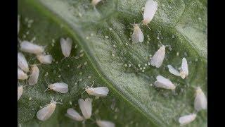 I HATE Whiteflies!!!