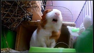 I'm annoying the guinea pig ))) The guinea pig squeaks     