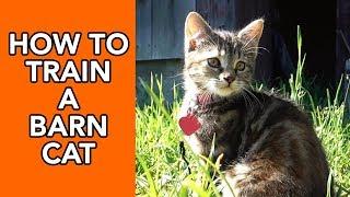 How to Train a Barn Cat