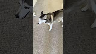 Sapphie the pomsky gets epic zoomies after her walk