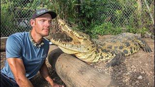 Training two HUGE CROCODILES!