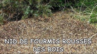 Nid énorme de Fourmis rousses des Bois - Gros plans