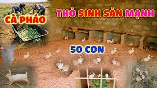 Quanglinhvlogs || Bất Ngờ Với Số Lượng "Thỏ", Vượt Quá Mong Đợi Tại Quang Linh Farm.