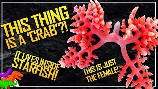 That Time 'Crabs' Turned Into Starfish Parasites – WTF Is Dendrogaster?!