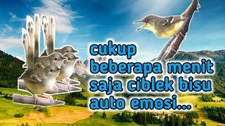 pancingan suara ciblek bisu,cukup 2menit saja ciblek mana pun langsung emosi dan ngebren‼️