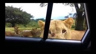 Lion Opens Car Door Meme- To Be Continued- Roundabout