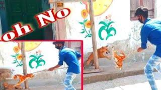 Fake Tiger Prank Dog Video in 2021 || Dog Pranks | Part 3 | Chitti Prank