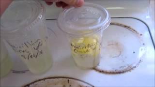 Penicillium isolation from citrus fruit - Part 2