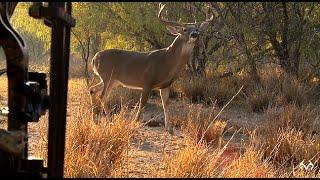 Extreme Close-Up Shot At Monster Whitetail