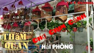 Chợ Chim Cảnh Lớn Nhất Hải Phòng | Chợ Hàng Hải Phòng