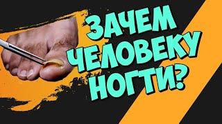 Зачем человеку ногти?  Интересные факты.