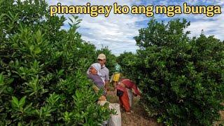 DINAYO KAMI NG MGA NAGHAHARVEST