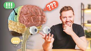 Our Brain - simply explained (English Subtitles)