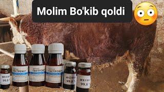 Mol bo'kib qolsa nima qilish kerak ️#mol #buqa #davolash #bull #gereford #veterinary #mollar