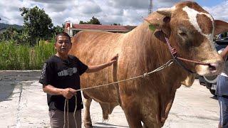 SAPI MONSTER TERSEMBUNYI‼️ SIAP GEMPARKAN KONTEN BOYOLALI