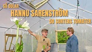 Så odlar Hannu Sarenström över 50 tomatsorter i sitt Tunnelväxthus - Odlingsdagboken 12 Maj 2024