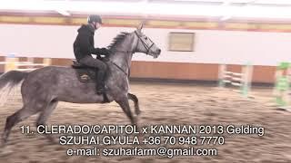 50 JUMPING HORSES FOR SALE