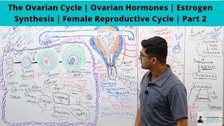 The Ovarian Cycle | Ovarian Hormones | Estrogen Synthesis | Female Reproductive Cycle | Part 2