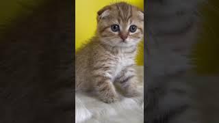 Chunky Scottish Fold kitten #shorts #scottish #catlover #golden