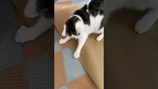 The Cat Game Cat’s Love #shortsviral #catshorts #thecatgame #catgames #catvideos #shortvideos #short