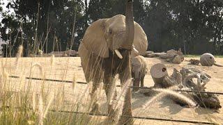 San Diego Zoo Global Shifts Conservation Focus