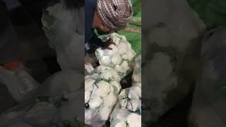 cauliflower ki kheti kaise kare/ 28 November 2023/Sikander rajput 1