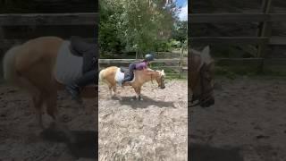 we’re professional trainers‍️ #horse #foryou #equestrian #viral #horseriding #riding #funny