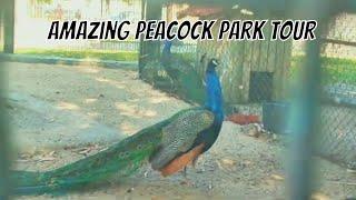 Amazing Park walking tour | Peacock  spread feather @royenadecodes