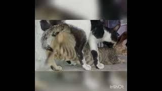 This is the close footage of the never seen before mating of cats